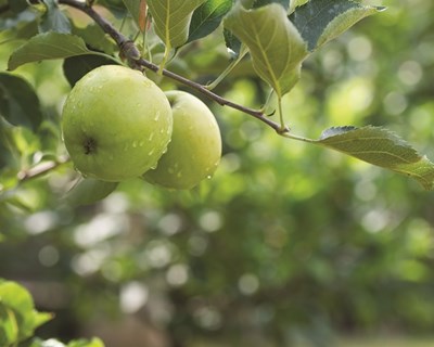 Maior produção de maçã desde 1986