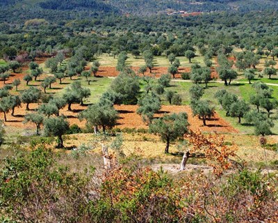 Mêda acolhe sessão de demonstração em olival
