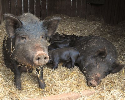 Medidas para atender às preocupações com o bem-estar dos porcos no momento do abate