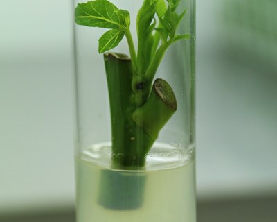 Micropropagação In Vitro de porta-enxertos de frutos secos: amendoeira, pistacheira e nogueira