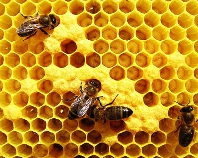 Milhares de colmeias queimadas e mel da Serra da Lousã em risco