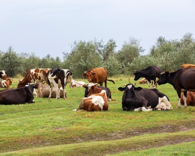 Ministério da Agricultura aciona mecanismo de apoio para agricultores e apicultores afetados pelos incêndios de agosto