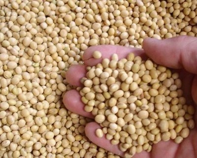 Ministério da Agricultura apresenta ponto de situação sobre sementes não solicitadas enviadas pelo correio