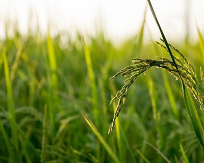 Ministério da Agricultura assinala Ano Internacional da Sanidade Vegetal