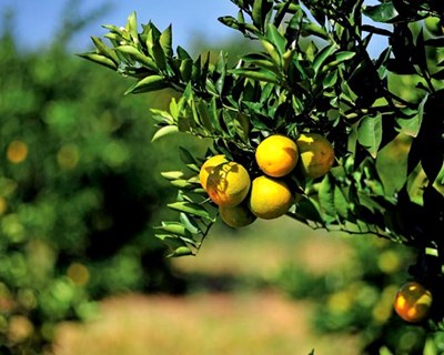 Ministério da Agricultura com dotação de 2 milhões de euros em 2019