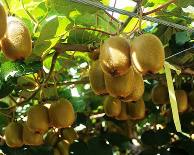 Ministra da Agricultura congratula abertura à exportação de uva de mesa e kiwi para a Costa Rica