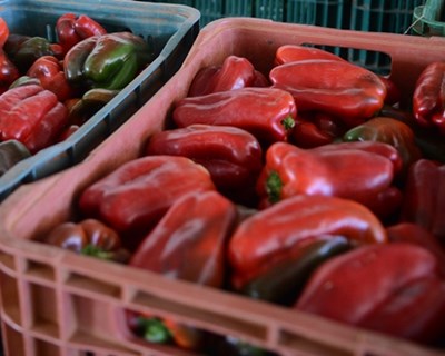 Ministra da Agricultura defende a reabertura dos mercados municipais