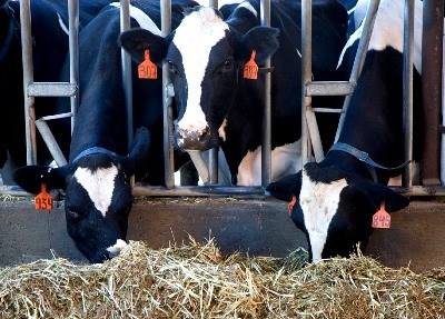 Ministro da Agricultura garante apoios aos produtores de leite