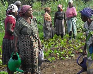 Moçambique: agricultura representa 90% da força laboral feminina e 70% da masculina