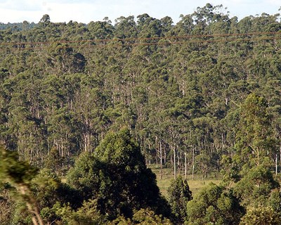 Modelação de clima em estufa climatizada para produção e enraizamento de estacas de eucalipto