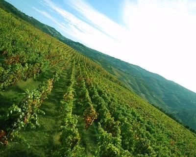 UTAD cria plataforma para prever parâmetros de produção de vinho no Douro