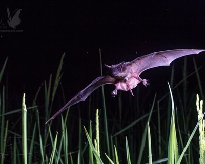Morcegos que consomem pragas agrícolas podem ajudar a salvar florestas tropicais