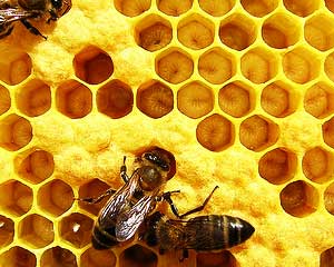 Mortalidade das abelhas na UE mostra diferenças regionais e sazonais