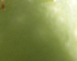 Mosca-da-azeitona: Investigadora da UTAD aponta à Prevenção como Estratégia de Combate