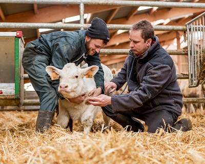 MSD Animal Health recebe autorização da Comissão Europeia para lançar a vacina para bovinos BOVILIS Nasalgen®-C