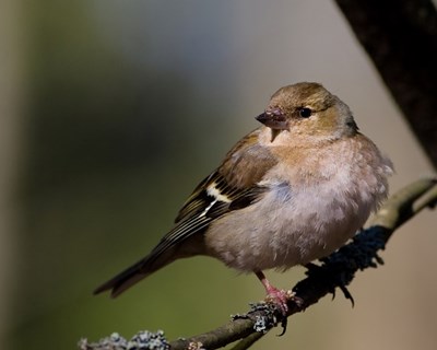 Não deixemos as aves desaparecerem nas nossas explorações