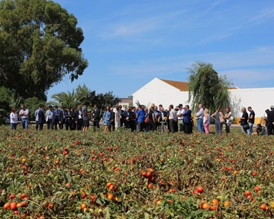 NEC CropScope aposta na otimização da produção de tomate em Portugal