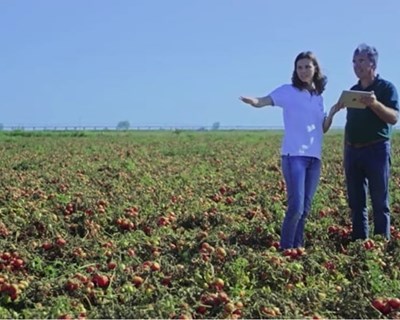 NEC e Kagome fornecem serviços de IA para melhorar produção de tomate