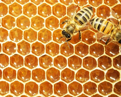 NESTUM apoia apicultura nacional com campanha de repovoamento de abelhas