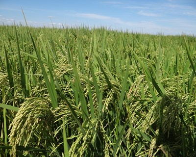No Bangladesh vai começar a produção de arroz transgénico