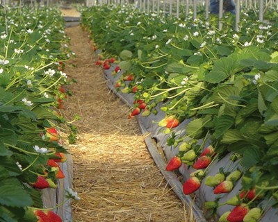 Nova Siri Genetics na Macfrut 2018