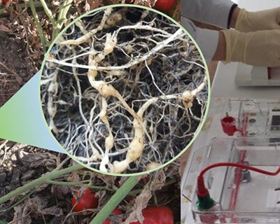 Novas abordagens para a deteção e controlo de nemátodes parasitas de plantas
