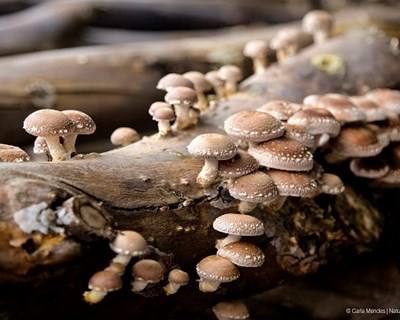 Novembro é o mês do cogumelo em Amarante