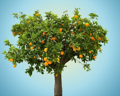 Novo produto para prevenção da queda dos frutos em laranjeiras