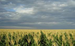 Novo record mundial de produção de milho em regadio nos E.U.A.