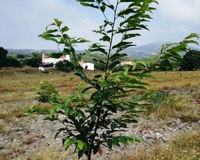 Novos porta-enxertos de castanheiro com resistência à doença da tinta