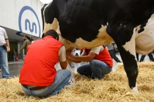 Número de vacas leiteiras da União Europeia não diminui pela primeira vez em mais de 20 anos