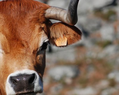 Nutrição de bovinos é tema de reunião científica na UTAD