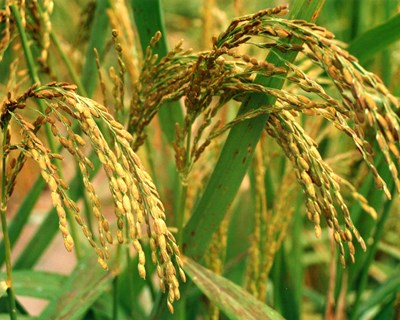 O arroz na guiné-bissau: espécies, cultivares, sistemas de produção e desafios face às alterações climáticas - Bibliografia