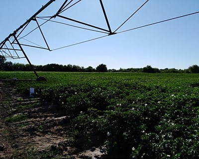 O campo de demonstração da batata na Agroglobal 2020