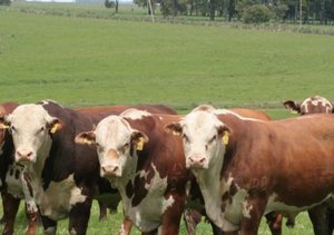 O mercado bovino nas principais regiões produtoras
