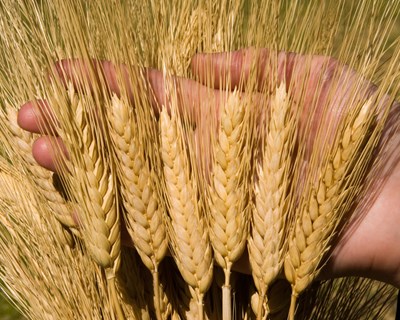 O mercado do milho e do trigo