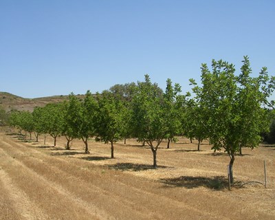 O papel da alfarrobeira no mercado voluntário de carbono em Portugal