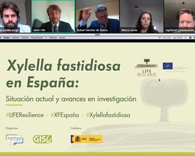 O presente e o futuro de Xylella fastidiosa em Espanha em debate no novo webinar do projeto LIFE Resilience