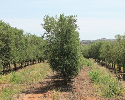 O rendimento em azeite na cultivar de oliveira “Arbequina”