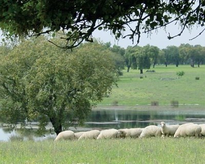 O setor pratense e forrageiro em análise