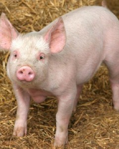 O Triunfo dos Porcos. UE exige mais bem-estar animal