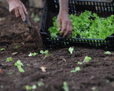 Observatório nacional da produção biológica pronto até julho