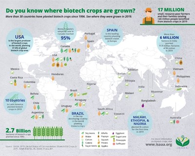 OGM | Mapa mundial das culturas geneticamente modificadas