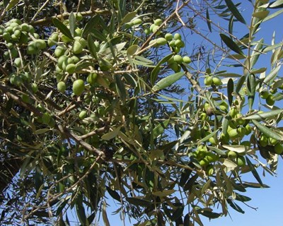 Olival: tuberculose da oliveira
