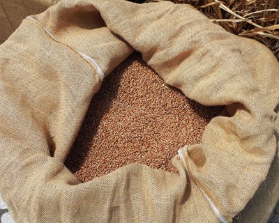 Último relatório mensal de comércio agroalimentar : UE aumenta exportações de cereais
