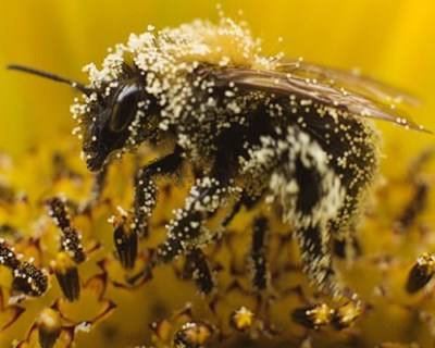 ONU alerta para a necessidade de proteger abelhas