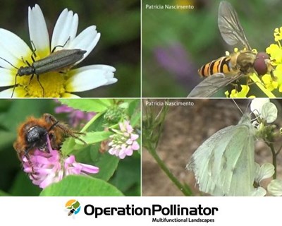 Operation Pollinator enquanto forma de promoção da biodiversidade