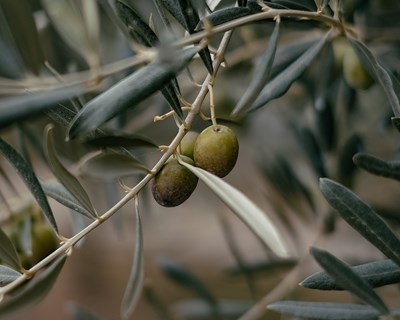 Organização de colheita mecânica em olivais tradicionais