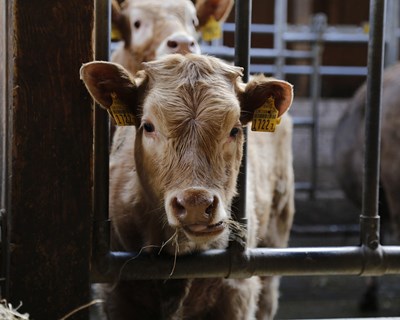 Organizações agrícolas condenam decisao da Universidade de Coimbra em banir a carne de vaca