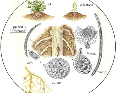 Os nemátodes de quisto da batateira